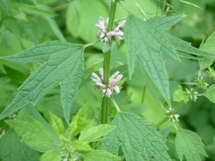 Пустырник пятилопастный (Leonurus quinquelobatus)