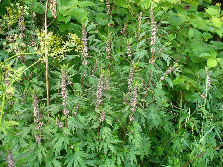 Пустырник Leonurus cardiaca