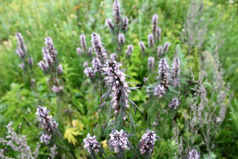 Пустырник мохнатый