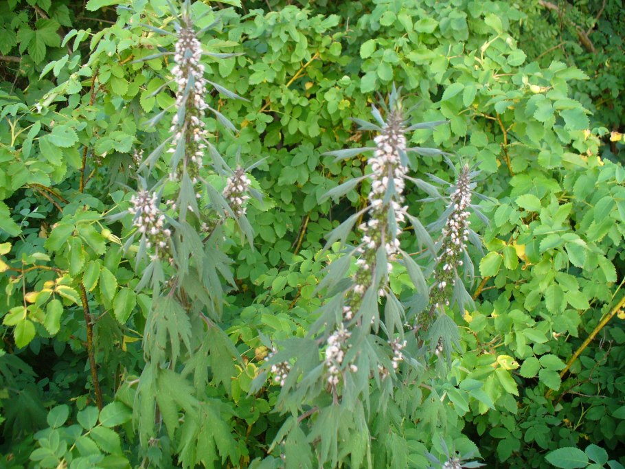 Пустырник сердечный