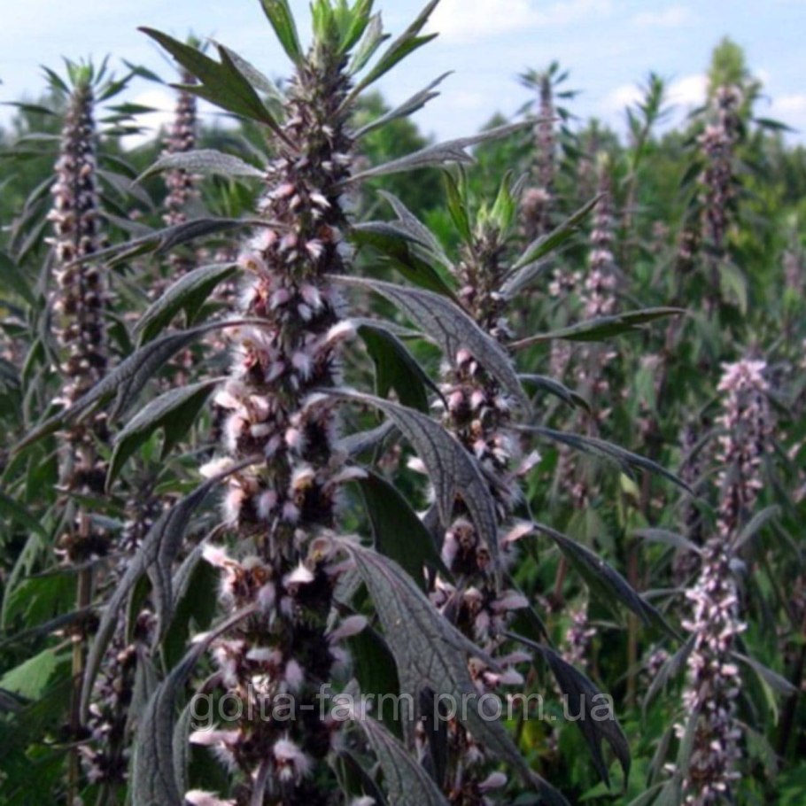 Пустырник обыкновенный