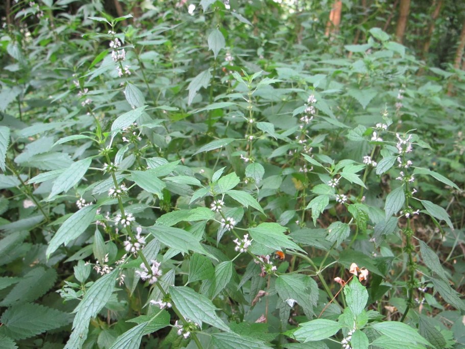 Пустырник трава