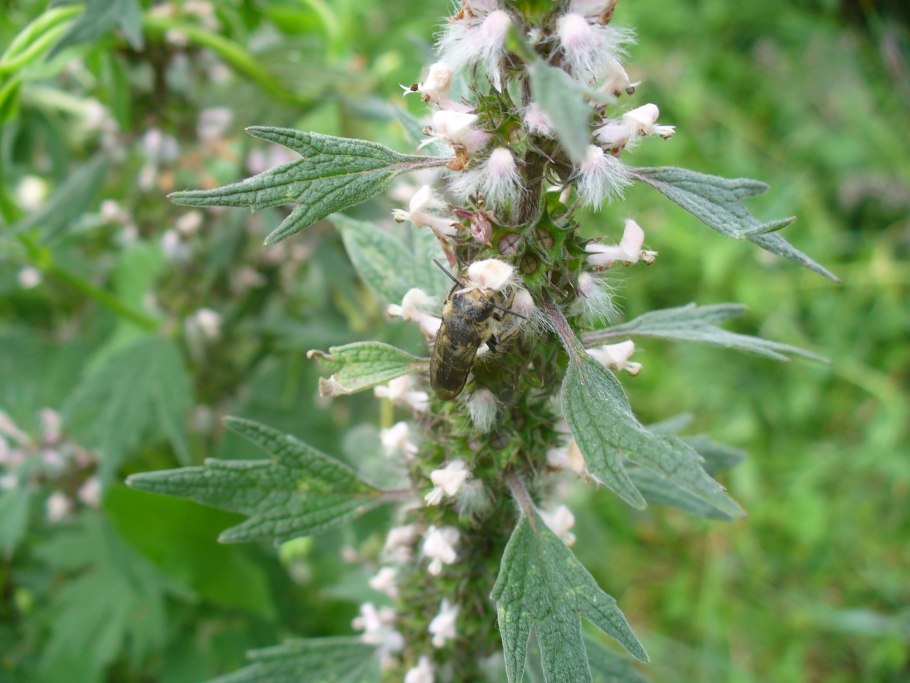 Leonurus quinquelobatus