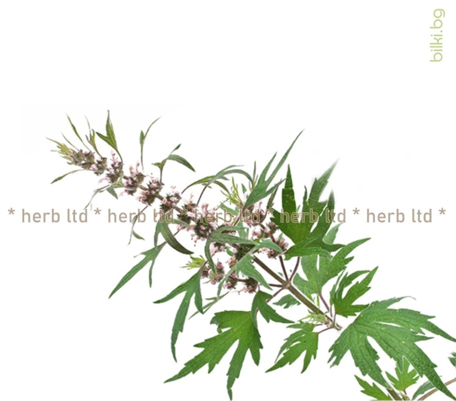 Пустырник фиолетовый