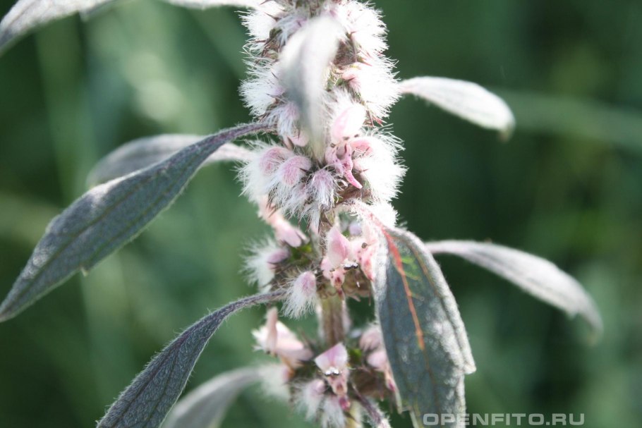 Пустырник татарский Leonurus tataricus