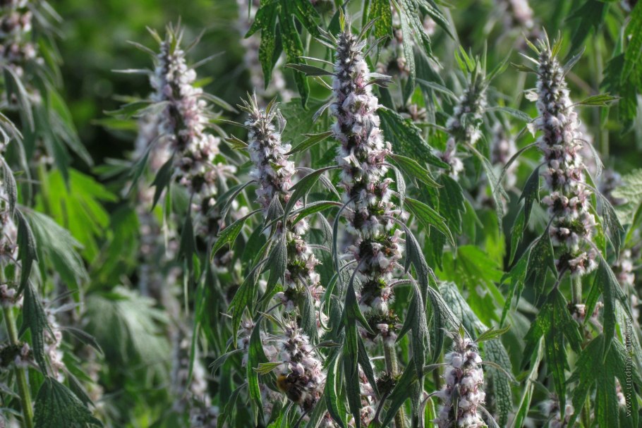 Пустырник сердечный Самарский