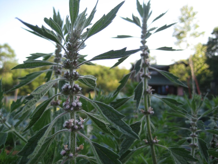 Подорожник пустырник