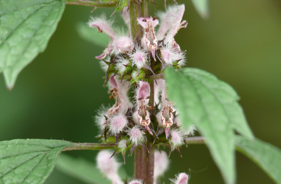 Пустырник сердечный (Leonurus cardiaca)