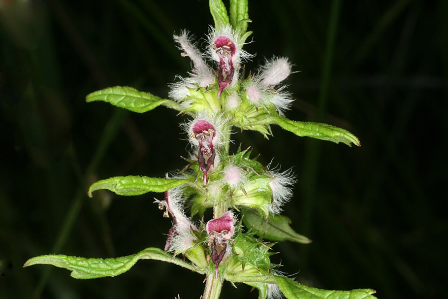 Пустырник обыкновенный