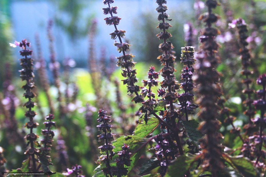 Пустырник сердечный (Leonurus cardiaca)