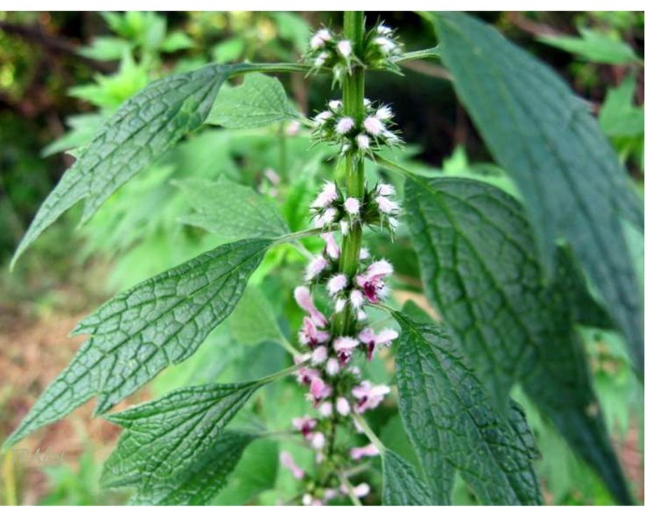 Пустырник на белом фоне