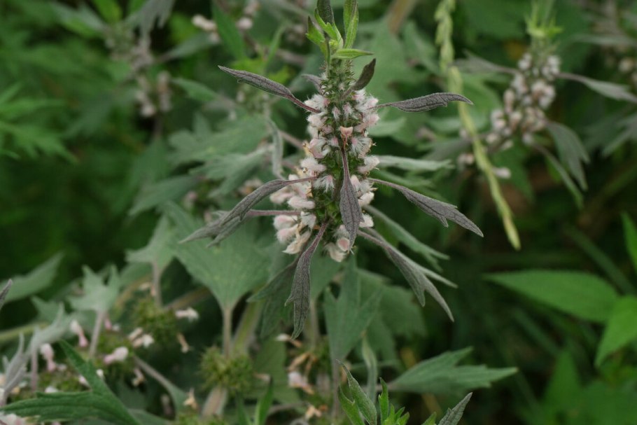 Пустырник сердечный (Leonurus cardiaca)