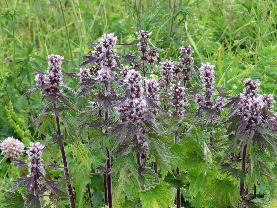 Пустырник Leonurus