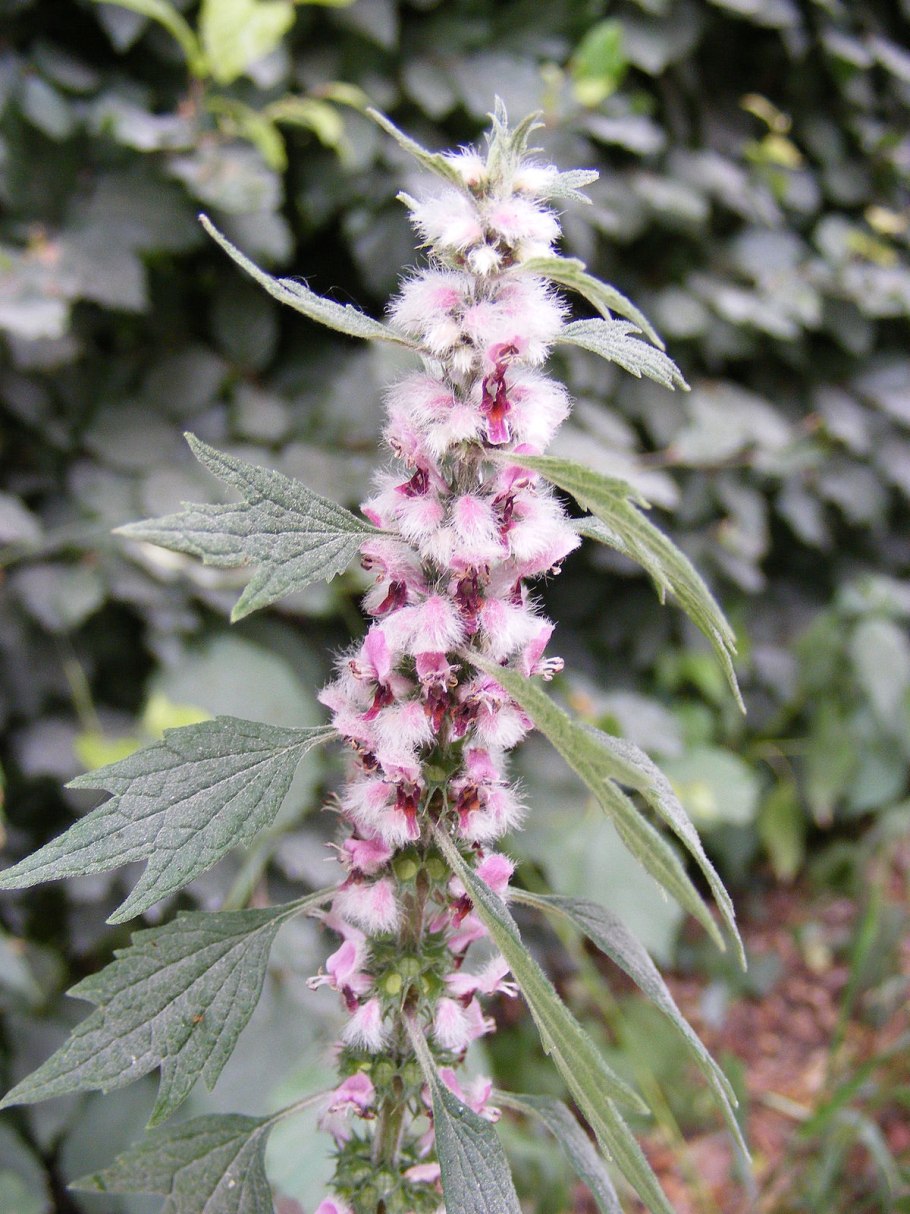 Пустырник сердечный (Leonurus cardiaca)