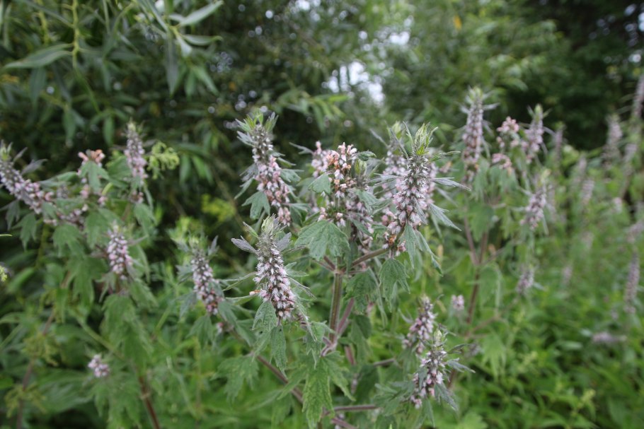 Пустырник пятилопастный сорняк