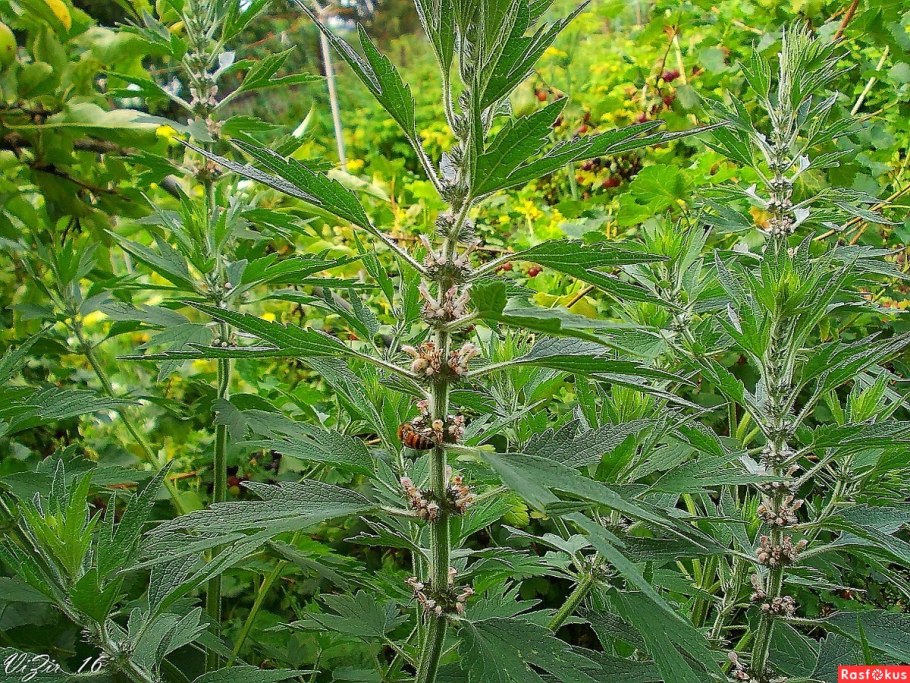 Пустырник Луговой