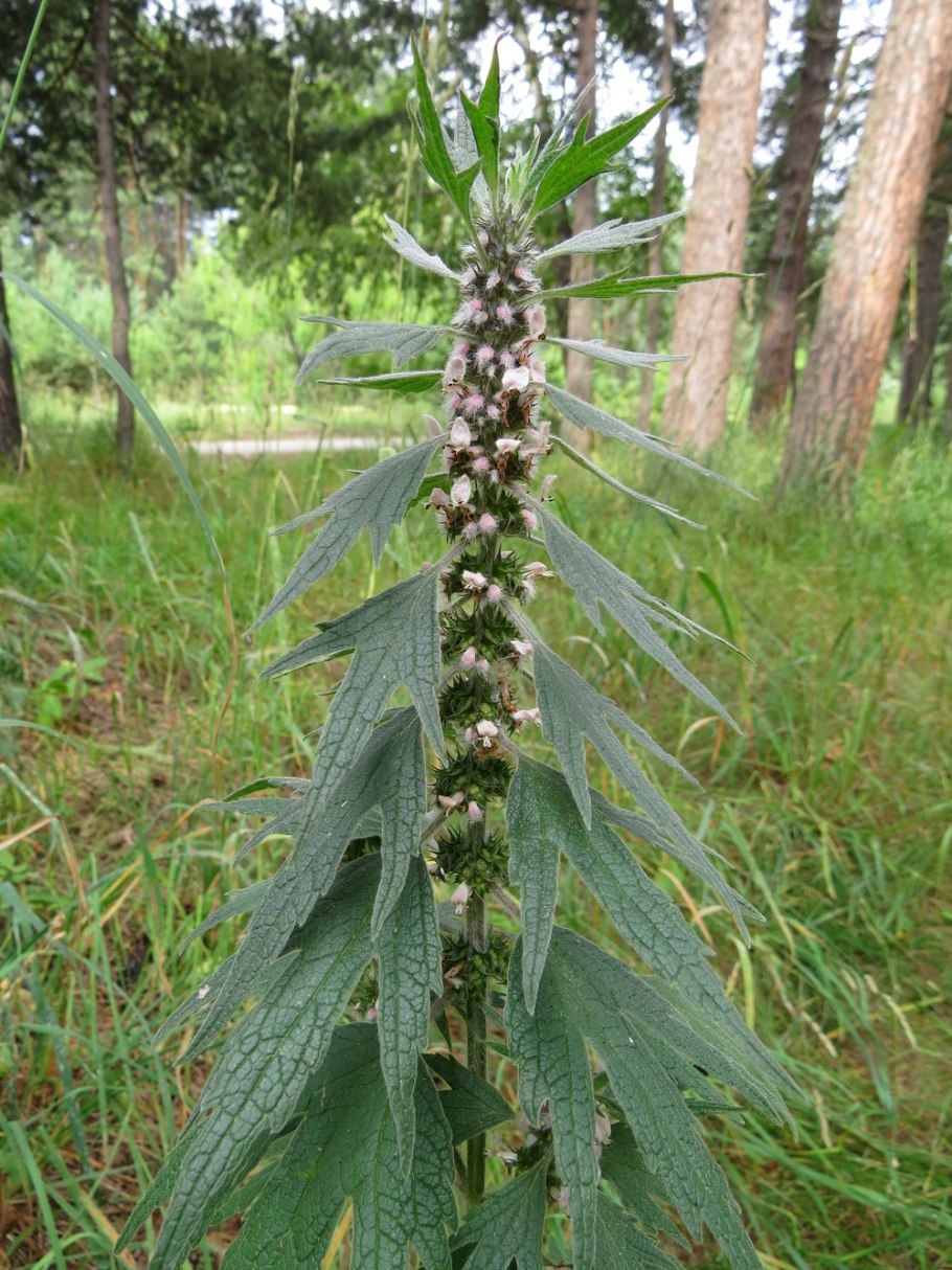 Пустырник пятилопастный