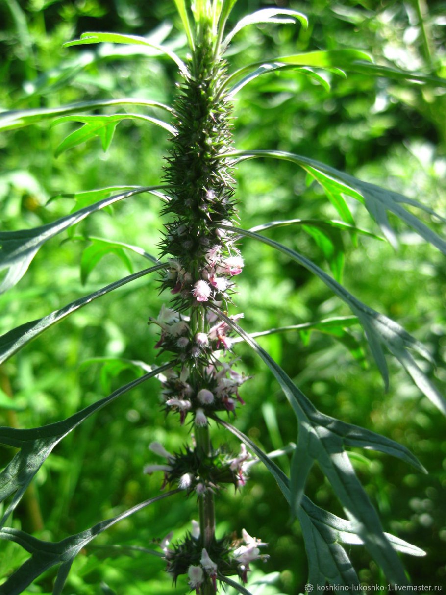 Пустырник пятилопастный цветёт