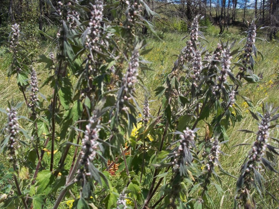 Пустырник и шалфей