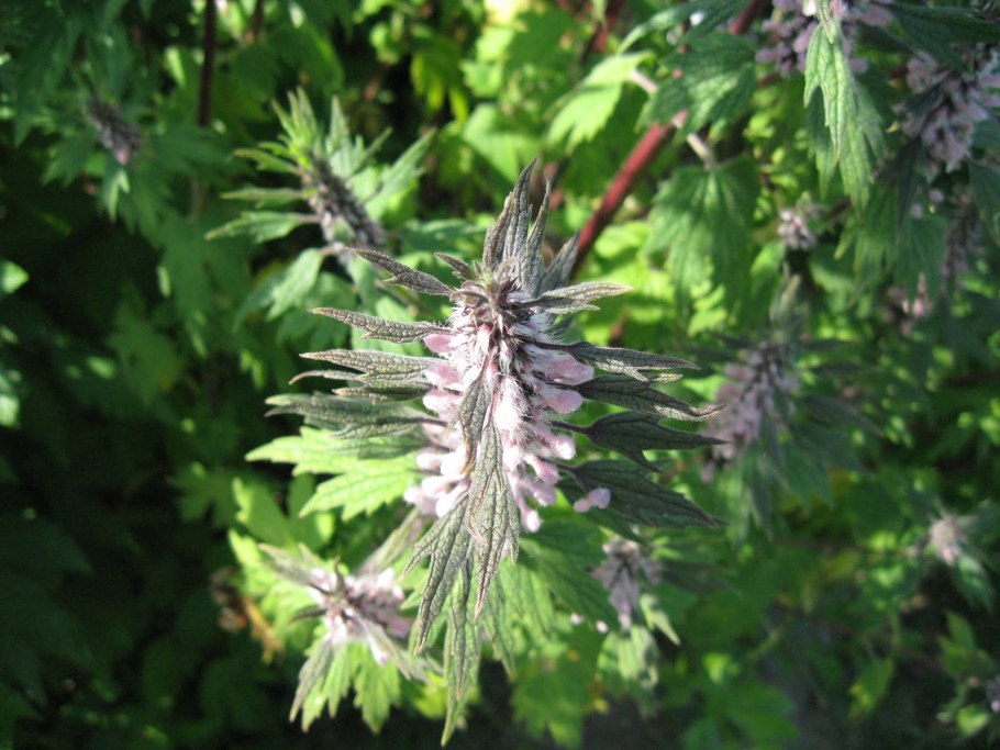 Пустырник разнолистный