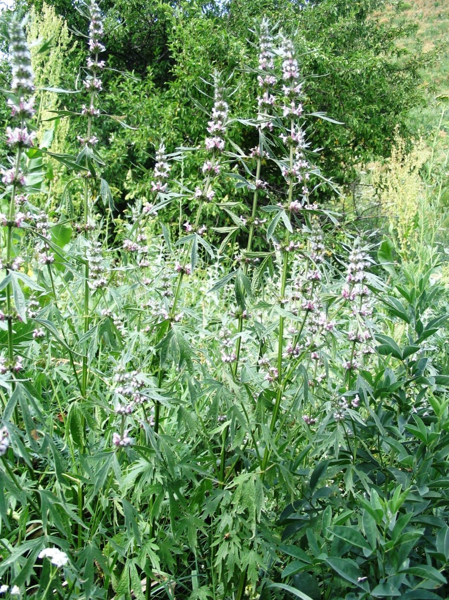 Пустырник цветок