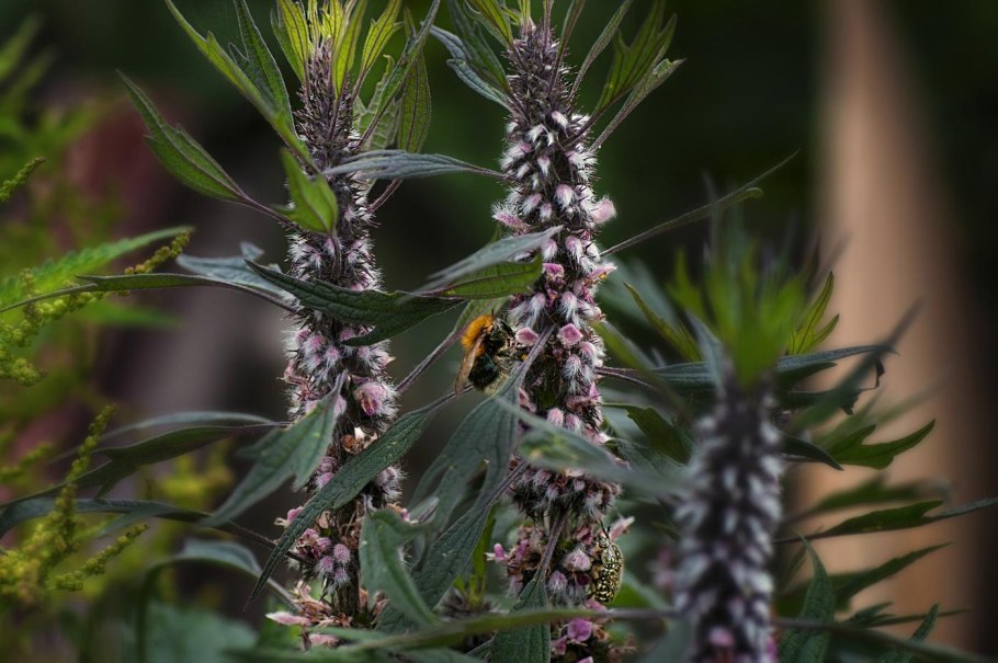 Пустырник сердечный (Leonurus cardiaca)