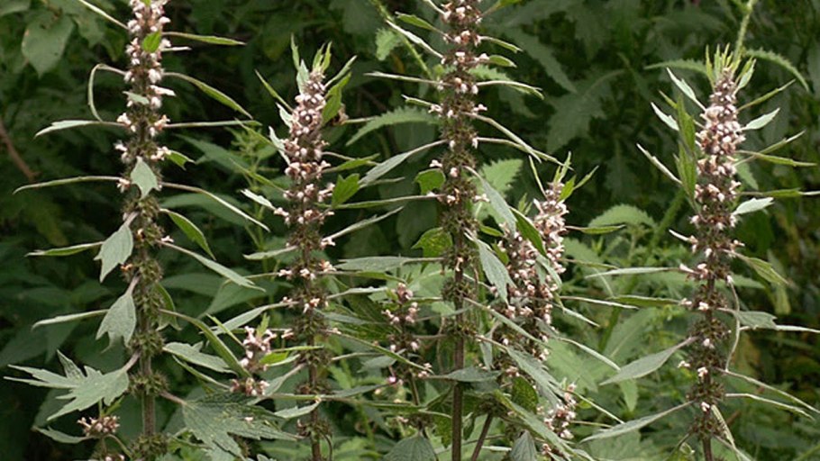 Пустырник обыкновенный