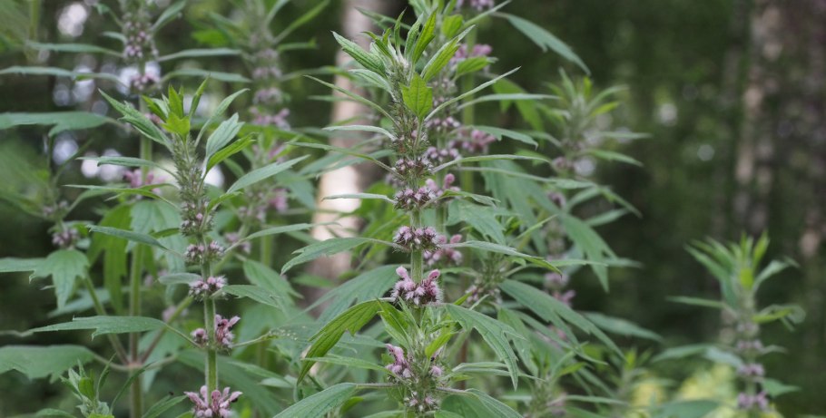 Пустырник сердечный (Leonurus cardiaca)