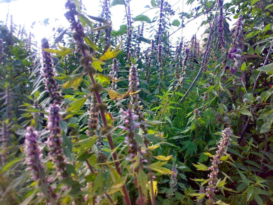 Пустырник сердечный (Leonurus cardiaca)