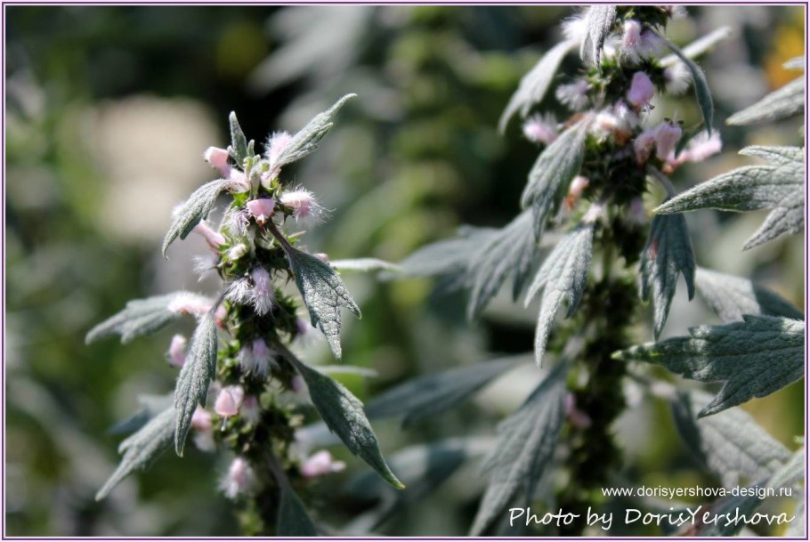 Leonurus quinquelobatus