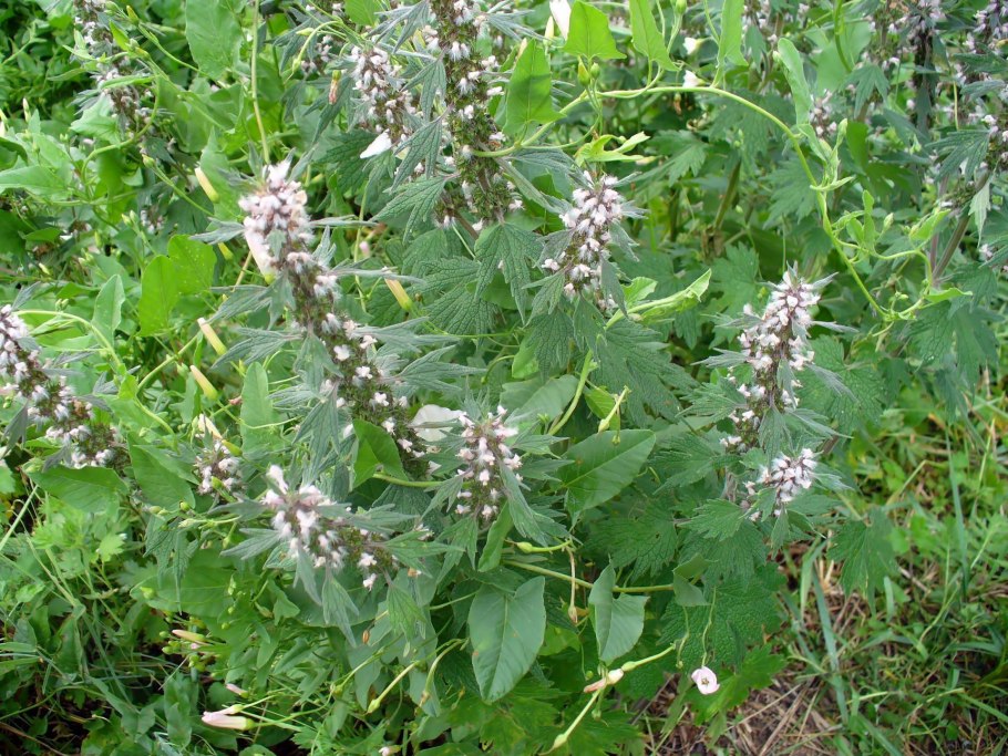 Пустырник обыкновенный пустырник сердечный