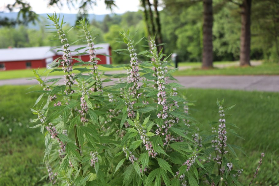 Пустырник сердечный