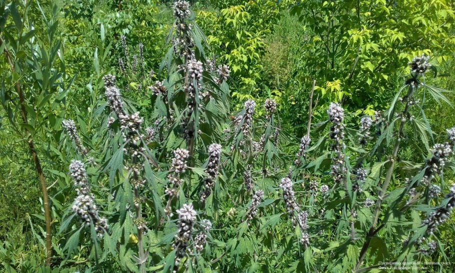 Мелисса зверобой валериана пустырник