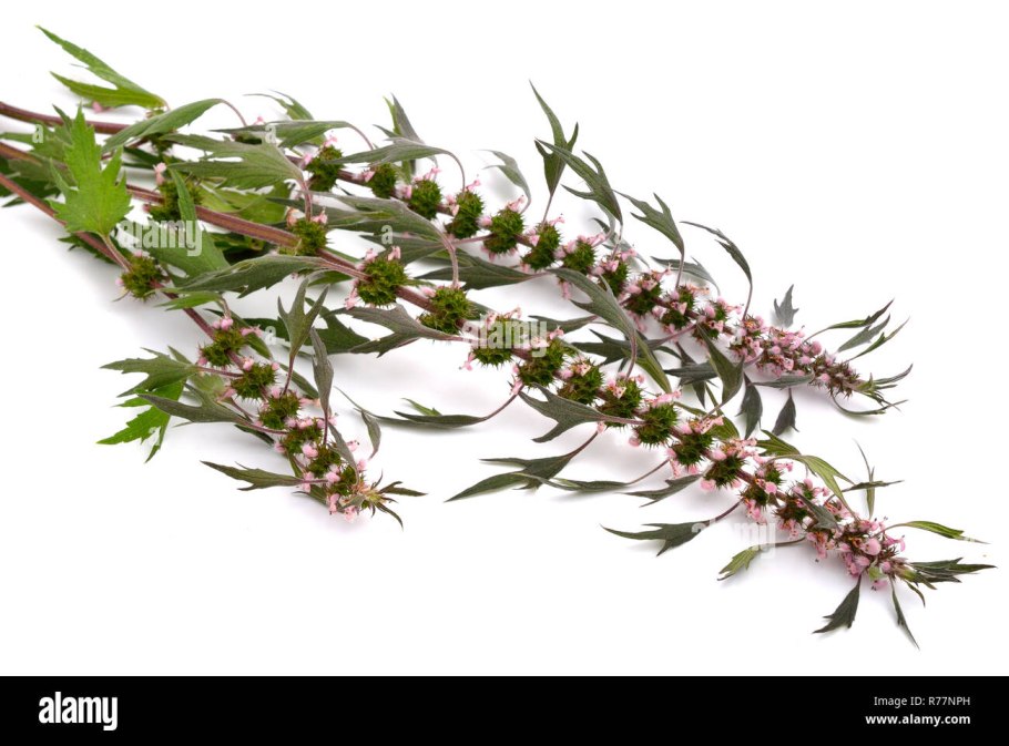 Пустырник шерстистый