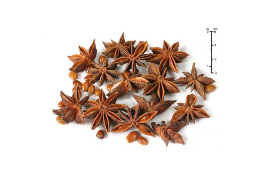 Бадьян - ани́с звёздчатый