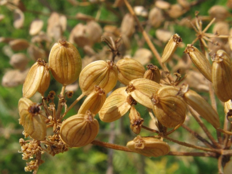 Анис обыкновенный