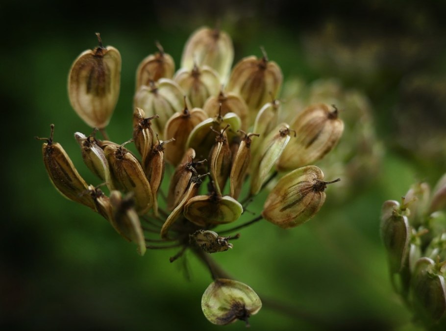 Вислоплодник плод