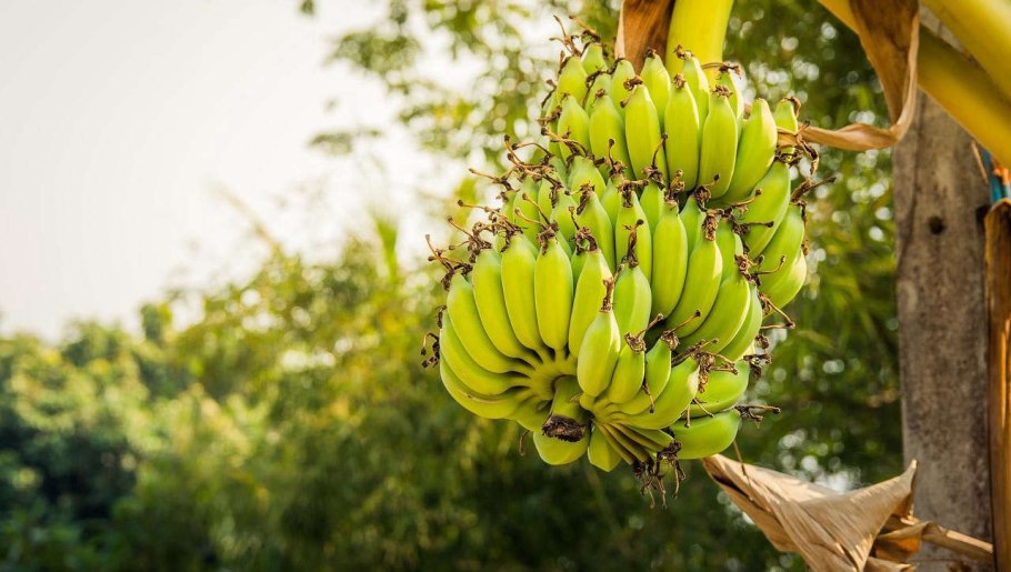 Кака растут бананы