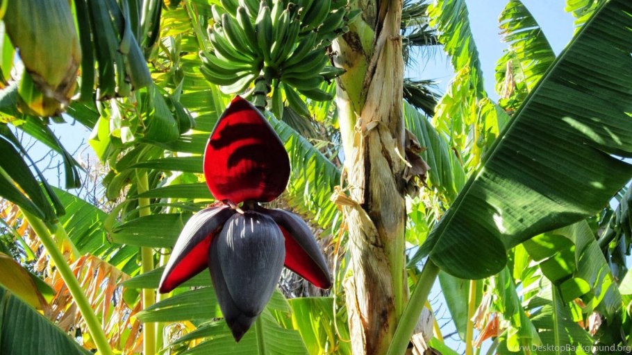 Бананы на Пальме