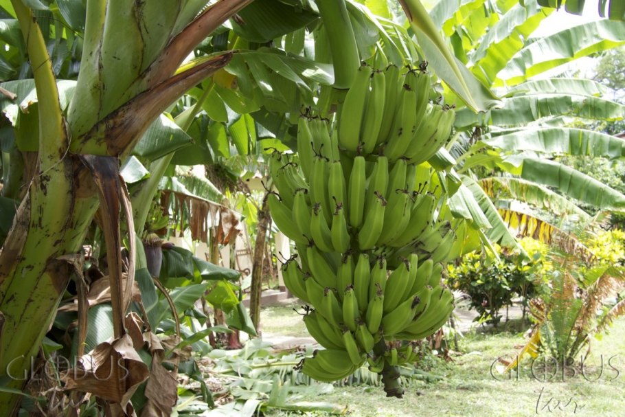 Банановая Пальма