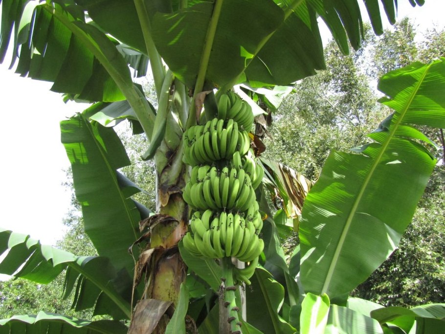How Bananas grow