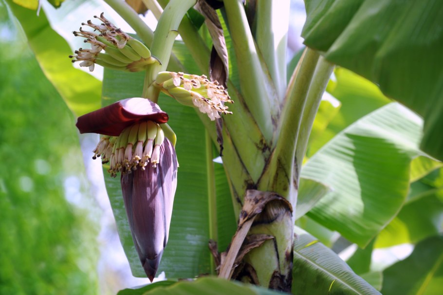 Стебель банана