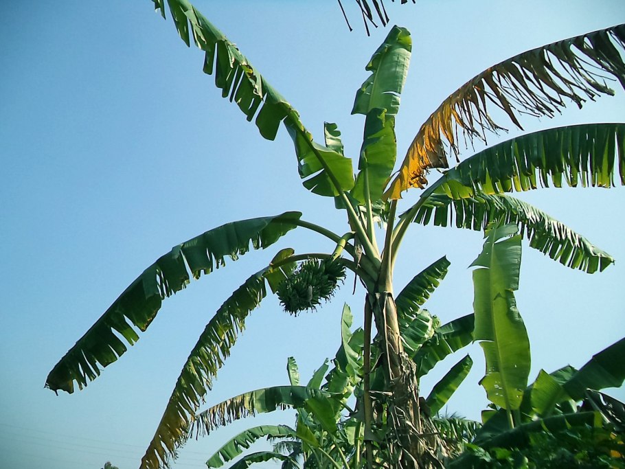 Банановая Пальма дерево