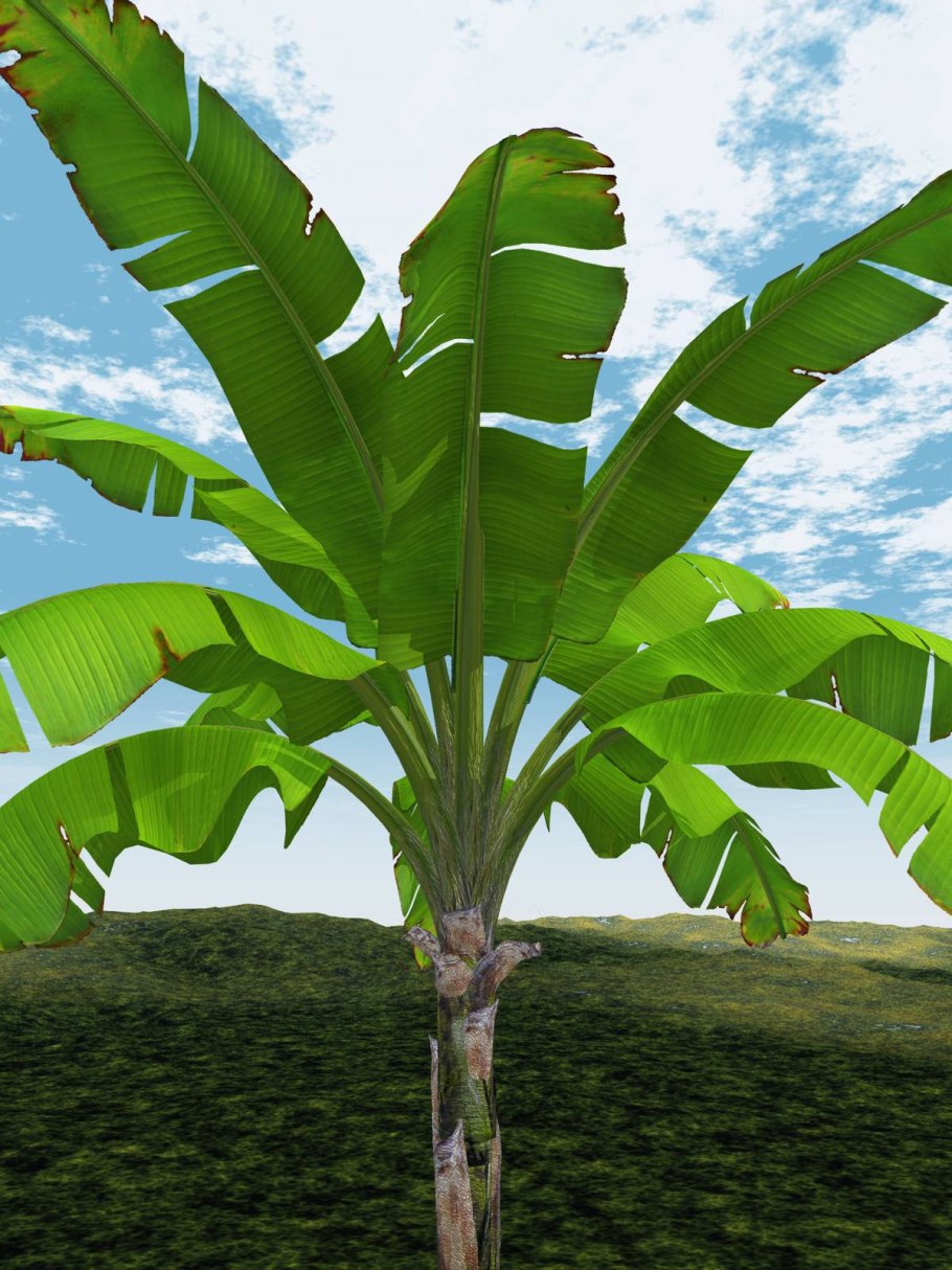 Банановая Пальма дерево