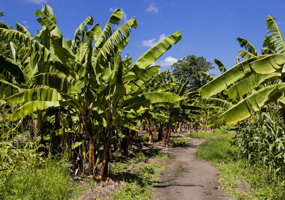 Банановая Пальма Эквадор