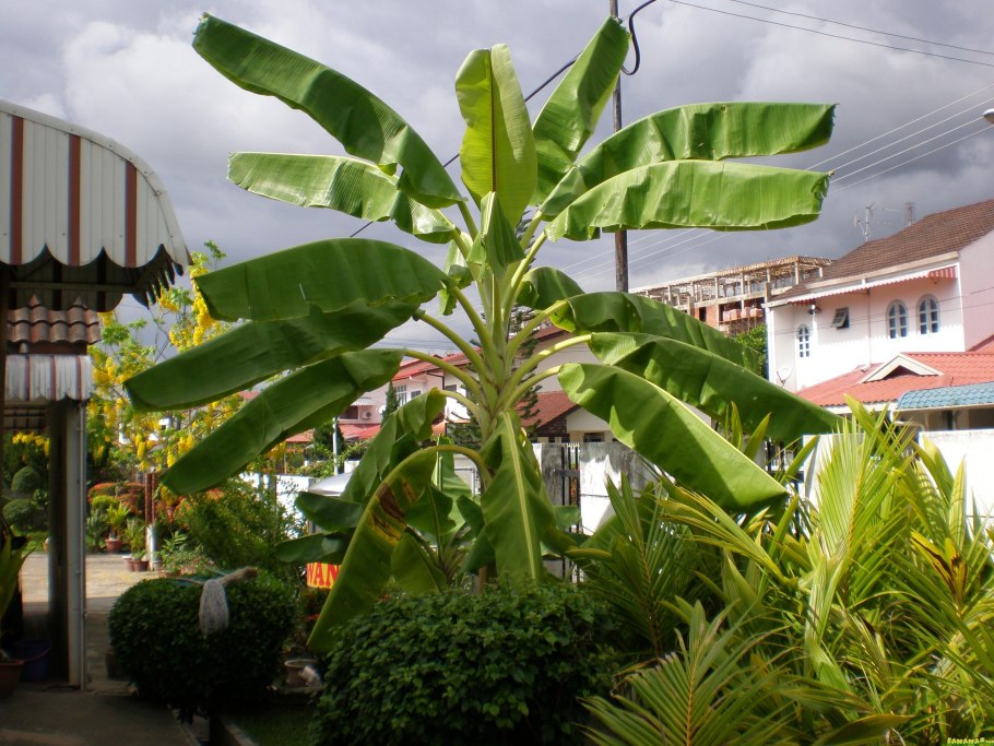 Дерево айс-Крим банан