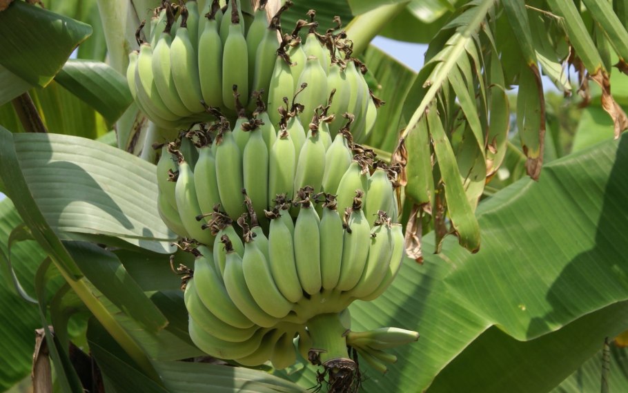 Банановая Пальма Эквадор