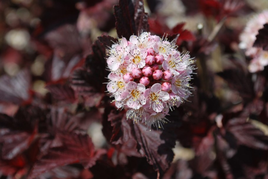 Пузыреплодник калинолистный - Physocarpus opulifolius 'Diabolo'