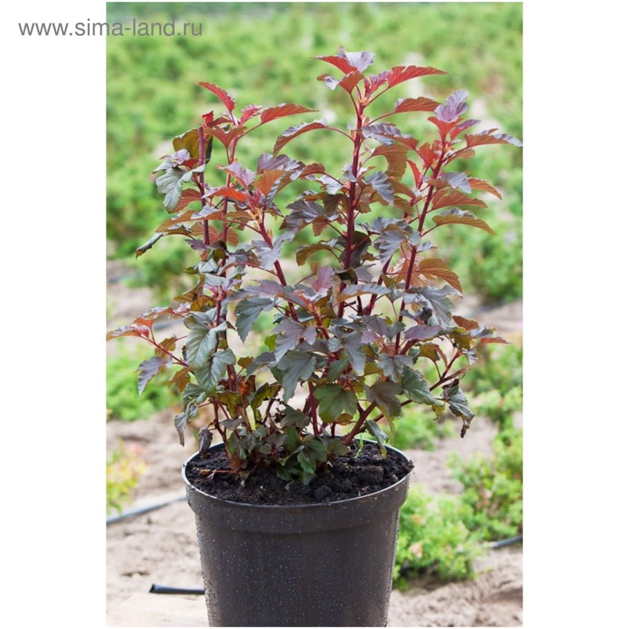 Куст пузыреплодник