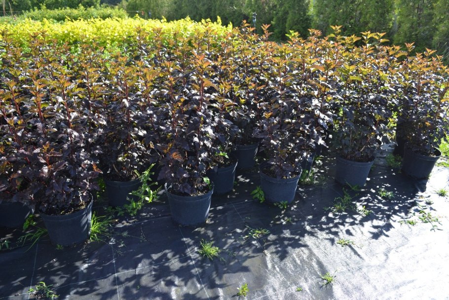 Пузыреплодник калинолистный Андре